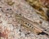 Chorthippus sp.